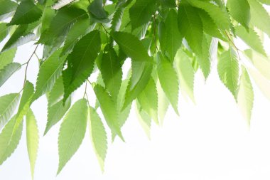 Beyaz arkaplanda taze yeşil yapraklar izole