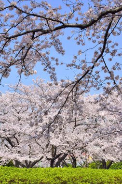 Bahçede güzel bahar çiçekleri