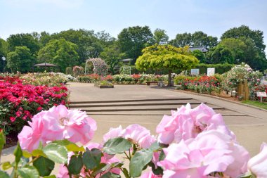 Bahçedeki güzel çiçekler