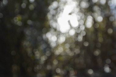 Ormanın bulanık arka planı.