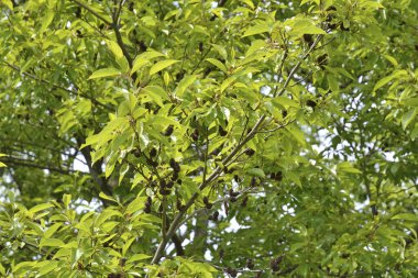 Ağaçtaki yeşil yapraklar