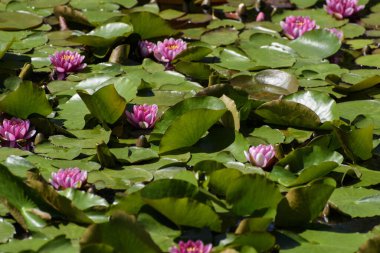 Gölette pembe nilüfer çiçekleri.