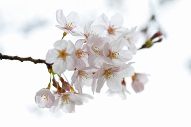 Güzel beyaz sakura, ağaç dalında çiçek açar.
