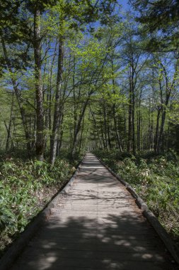 İlkbaharda ormandaki yeşil ağaçlar boyunca yol
