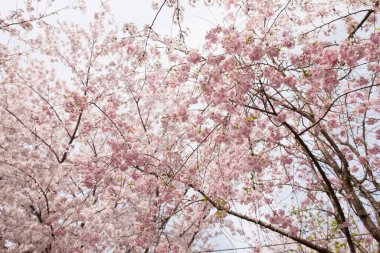 Japon parkında güzel bahar kiraz çiçekleri