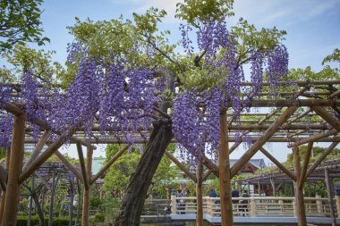 Bahçedeki güzel mor salkımcık çiçekleri