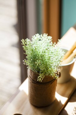 Kahverengi tencerede küçük yeşil bitki ahşap masada