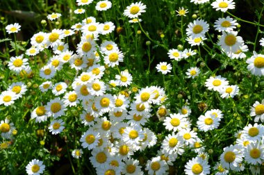 Bahçedeki güzel çiçekler