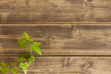 Yeşil yapraklı ahşap arkaplan