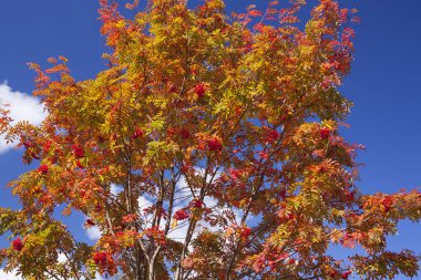 Dağlarda sonbahar ormanı 