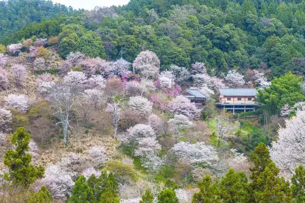 Cseresznyevirágok Japánban — Stock Fotó