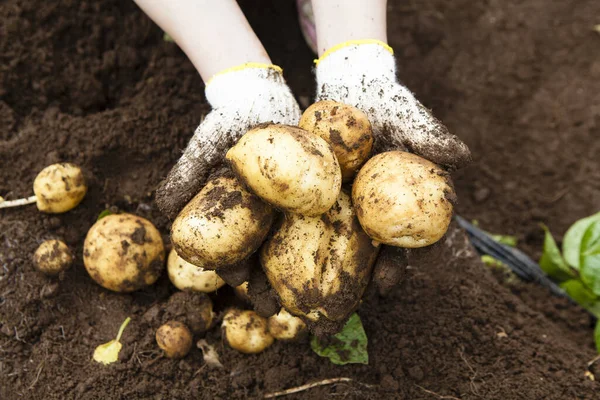 young girl planting potatoes