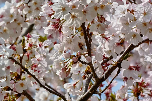 Flor Cereja Japão — Fotografia de Stock