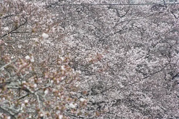 Kirschblüte Japan — Stockfoto