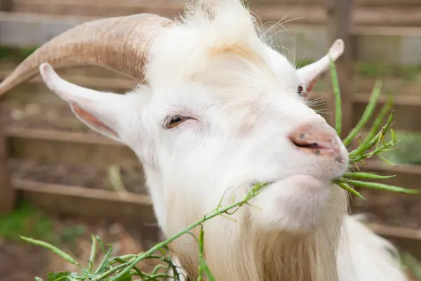 Koza Białymi Rogami Ogrodzie Latem — Zdjęcie stockowe