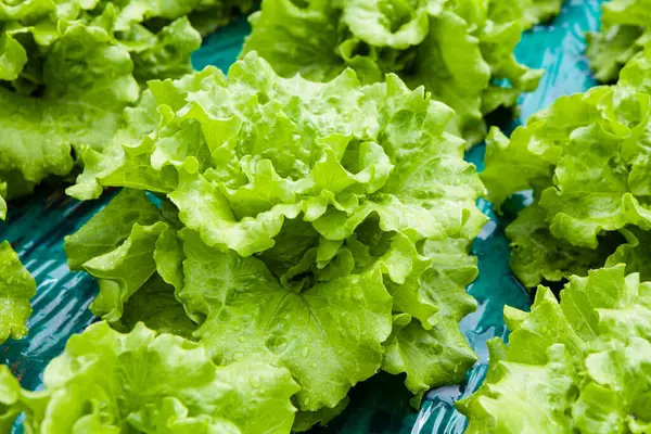 Frischer Salat Aus Nächster Nähe Auf Dem Markt — Stockfoto