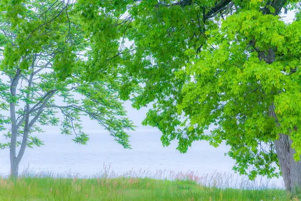 森林と湖の葉が付いている緑の木 — ストック写真
