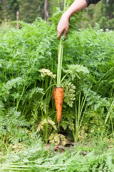 Zanahoria Fresca Granja —  Fotos de Stock