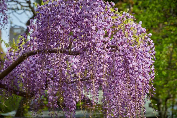 beautiful purple wisteria flowers in the garden