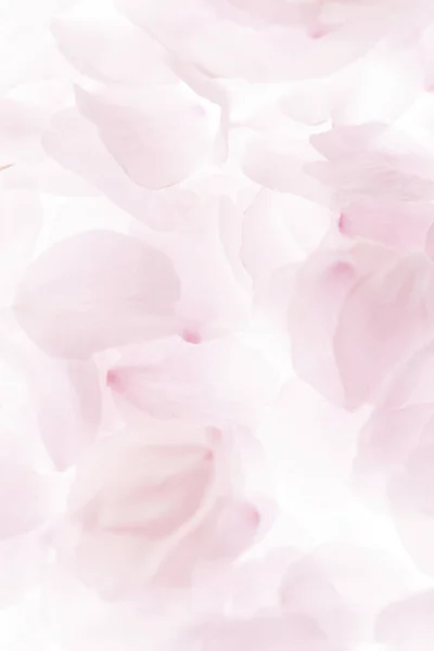 Романтический Фон Розовые Лепестки Цветов Цветы Вишни — стоковое фото