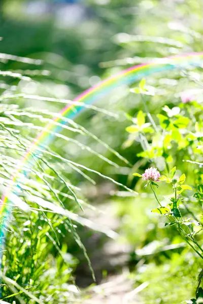 Abstracte Wazig Zonnige Achtergrond Van Gras Regenboog — Stockfoto