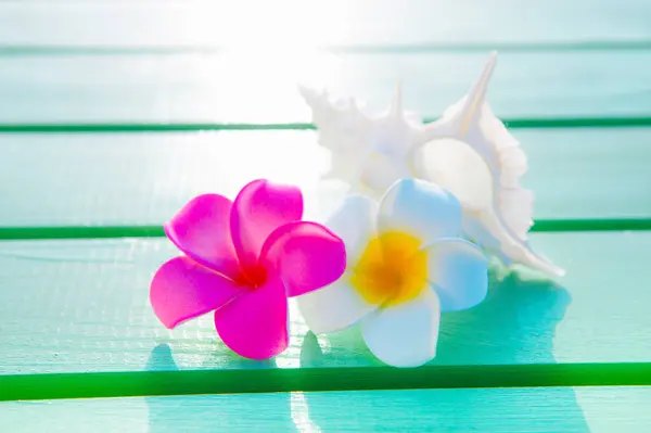 Fundo Verão Com Flores Plumeria Concha Branca Praia — Fotografia de Stock
