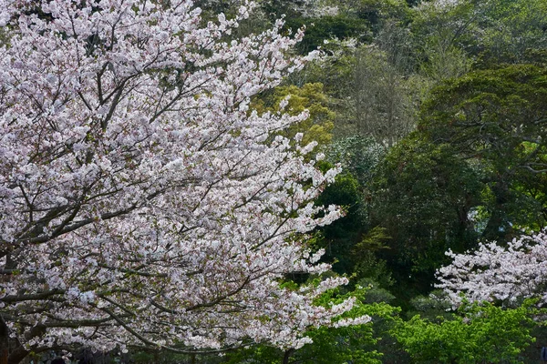 Цветок Вишни Японии — стоковое фото