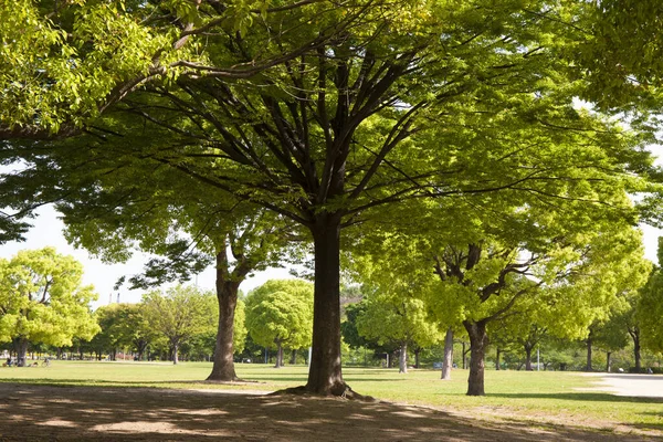 Yeşil çimenleri, ağaçları, yaprakları ve diğer şeyleri olan güzel bir park.