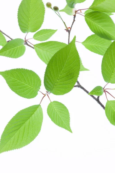Свіжі Зелені Листя Ізольовані Білому Тлі — стокове фото