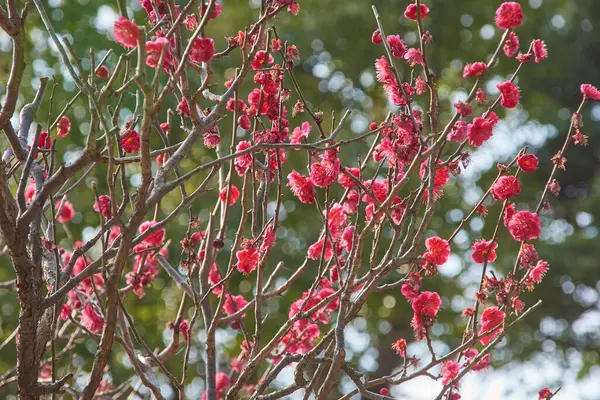 Schöne Rote Blumen Auf Ästen lizenzfreie Stockfotos