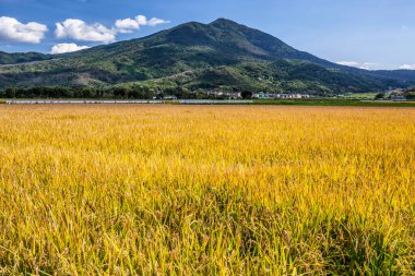 Pirinç tarlalarının ve dağların güzel manzarası.