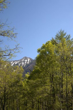 Ormanda yeşil ağaçlar olan güzel dağ manzarası