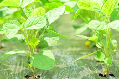 Serada genç yeşil bitkiler yetişiyor.