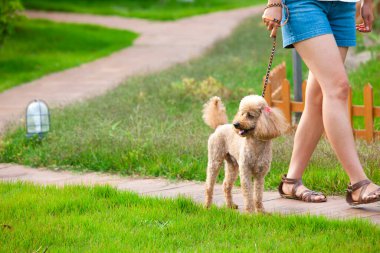 Yeşil yaz gününde parkta köpeğini gezdiren bir kadın. 