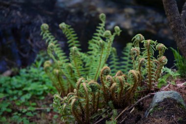 Ormandaki FERN PLANLARI