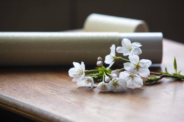 Güzel beyaz kiraz çiçekleri ve tahta bir masada kağıt tüp.