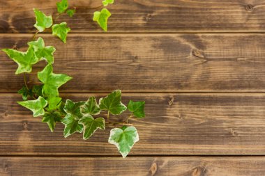 yeşil sarmaşık yapraklı arkaplan.