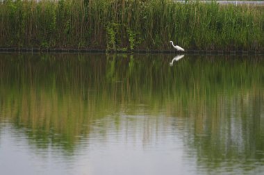 Durgun suyun yanında duran beyaz kuş