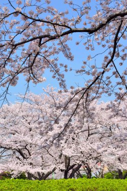 Bahçede güzel bahar çiçekleri