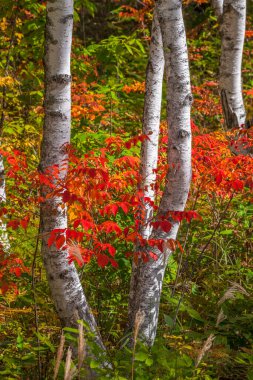 Dağlarda sonbahar ormanı 