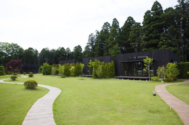 Parktaki yeşil çimenler ve çalılar 