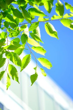 Mavi arkaplanda yeşil yapraklar