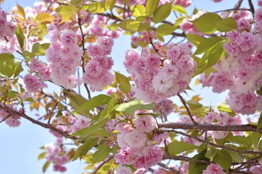 Baharda güzel pembe sakura çiçekleri