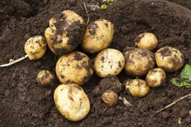 Patatesler bahçede.