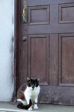 Sokakta başıboş balkon ve beyaz kedi