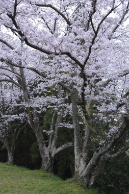 Bahçede güzel bahar kiraz çiçekleri. Japonya