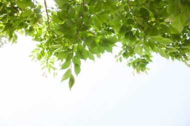 Beyaz arkaplanda taze yeşil yapraklar izole