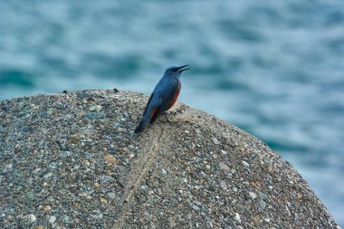 Kumsalda taşın üzerinde oturan küçük kuş