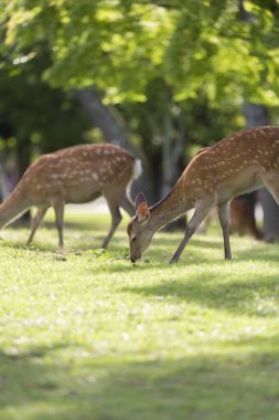 Parktaki yeşil çayır üzerinde güzel genç geyik               