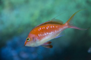 Akvaryumda yüzen güzel tropikal balıkların sualtı görüntüsü                